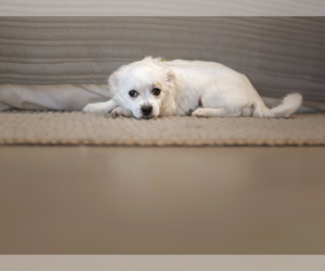 Jack Russell Terrier-Unknown Mix Dogs for adoption in Marina Del Rey, CA, USA