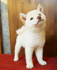 Pembroke Welsh Corgi Puppy for sale in CHICAGO, IL, USA