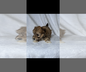 Maltipoo Puppy for sale in NILES, MI, USA