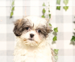Small #1 Zuchon