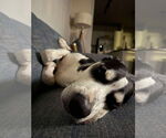 Small #2 Huskies  Mix