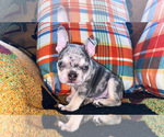 Puppy Puppy 2 French Bulldog