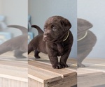 Small #7 Labrador Retriever