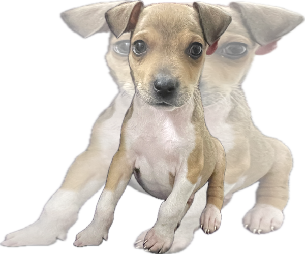 Medium Photo #1 Labrador Retriever-Unknown Mix Puppy For Sale in The Woodlands, TX, USA