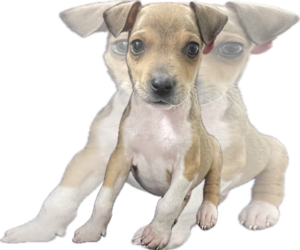 Labrador Retriever-Unknown Mix Dogs for adoption in The Woodlands, TX, USA