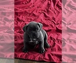 Small #1 American Bully-French Bulldog Mix