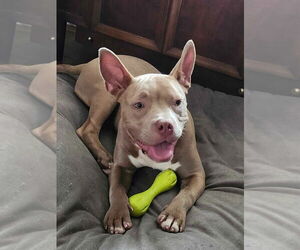 American Bulldog-French Bulldog Mix Dogs for adoption in Brights Grove, Ontario, Canada