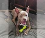 Small American Bulldog-French Bulldog Mix