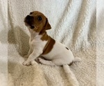 Small Photo #13 Jack Russell Terrier Puppy For Sale in FORT PIERCE, FL, USA