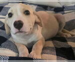Small #7 Labrador Retriever Mix