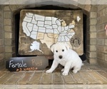 Small Photo #9 German Shepherd Dog Puppy For Sale in GARDEN CITY, TX, USA