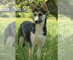 Small #6 Siberian Husky Mix