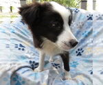 Small #3 Mutt