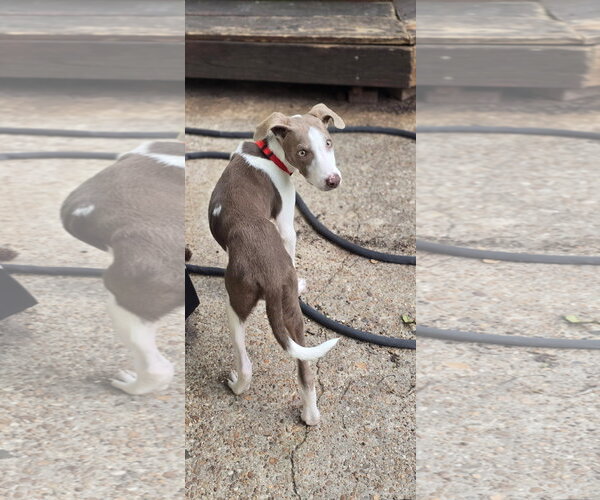 Medium Photo #13 Doberman Pinscher-Unknown Mix Puppy For Sale in Virginia Beach, VA, USA