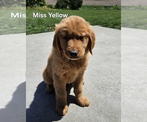 Golden Retriever Puppy for sale in MORRILL, KS, USA