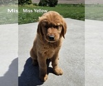 Image preview for Ad Listing. Nickname: Litter of 8