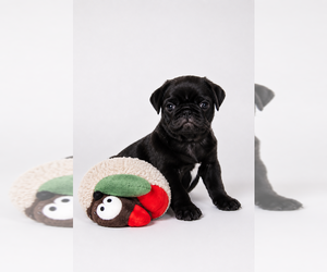 Pug Puppy for Sale in LAKEWOOD RCH, Florida USA