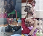 Small Photo #1 French Bulldog Puppy For Sale in CLARKSBURG, MD, USA