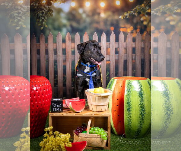 Medium Photo #10 Labrador Retriever-Unknown Mix Puppy For Sale in Munford, TN, USA