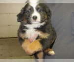 Small Photo #1 Australian Shepherd Puppy For Sale in AUBURN, IN, USA