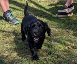 Medium Boykin Spaniel-Goldendoodle Mix