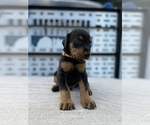 Small #9 Doberman Pinscher