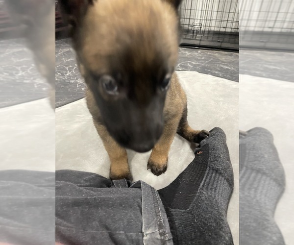 Medium Photo #149 Belgian Malinois Puppy For Sale in REESEVILLE, WI, USA