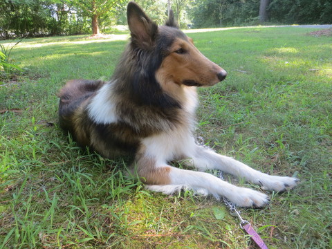 Medium Photo #1 Scotch Collie Puppy For Sale in CARBONDALE, IL, USA