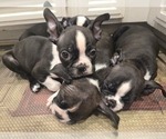 Small #2 Boston Terrier