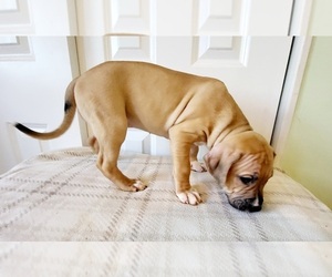 American Pit Bull Terrier Puppy for sale in HALETHORPE, MD, USA