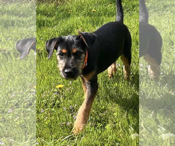Medium Photo #6 Doberman Pinscher-Miniature Schnauzer Mix Puppy For Sale in Pottstown, PA, USA