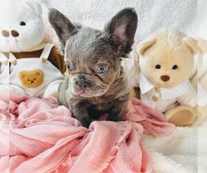 French Bulldog Puppy for sale in MIAMI, FL, USA