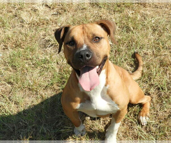 Medium Photo #1 Boxer-Unknown Mix Puppy For Sale in Anniston, AL, USA