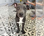 Small #9 American Pit Bull Terrier Mix