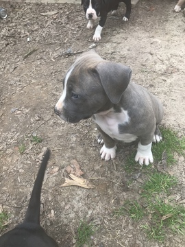 Medium Photo #29 American Pit Bull Terrier Puppy For Sale in GRIFFIN, GA, USA