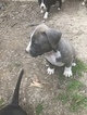 Small #28 American Pit Bull Terrier