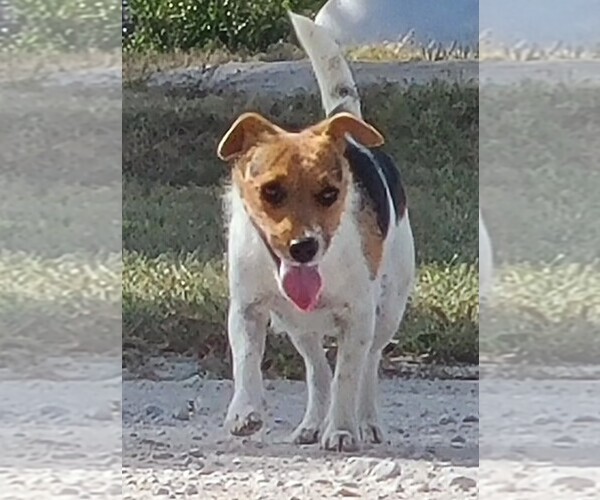 Medium Photo #1 Jack Russell Terrier Puppy For Sale in REDFIELD, KS, USA