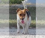 Small Photo #1 Jack Russell Terrier Puppy For Sale in REDFIELD, KS, USA