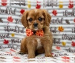 Small Photo #3 Cavalier King Charles Spaniel Puppy For Sale in LAKELAND, FL, USA