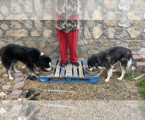 Medium Photo #2 Mutt Puppy For Sale in Williamsburg, NM, USA
