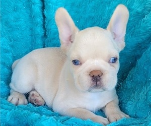 French Bulldog Puppy for sale in LAS VEGAS, NV, USA