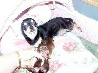 Mother of the Chihuahua puppies born on 09/10/2017