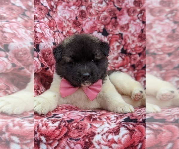 Medium Photo #2 Akita Puppy For Sale in PARADISE, PA, USA