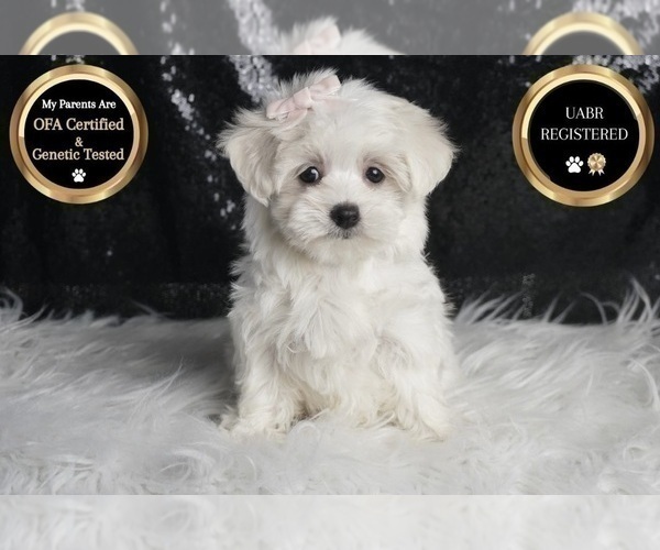 Medium Photo #6 Maltese Puppy For Sale in WARSAW, IN, USA