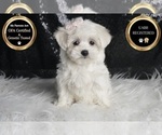 Small #5 Maltese