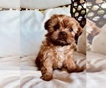Puppy 2 Shih Tzu-ShihPoo Mix