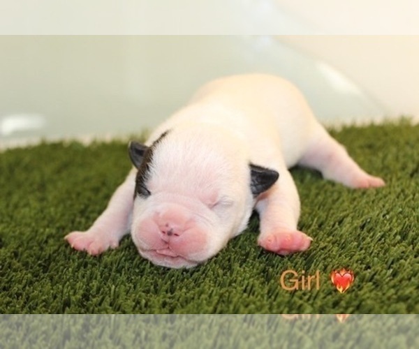 Medium Photo #2 American Bully Puppy For Sale in BALTIMORE, MD, USA