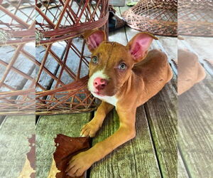 Mutt Dogs for adoption in Royal Palm Beach, FL, USA