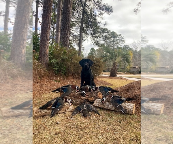 Medium Photo #33 Labrador Retriever Puppy For Sale in AIKEN, SC, USA