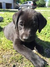 Labrador Retriever Puppy for sale in MARYVILLE, MO, USA